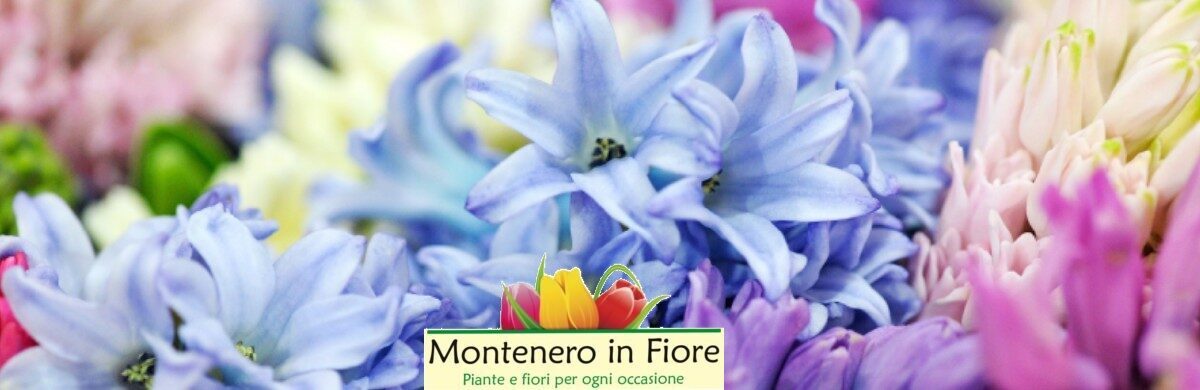 Montenero in Fiore s.a.s. (di Carolina VERDE)